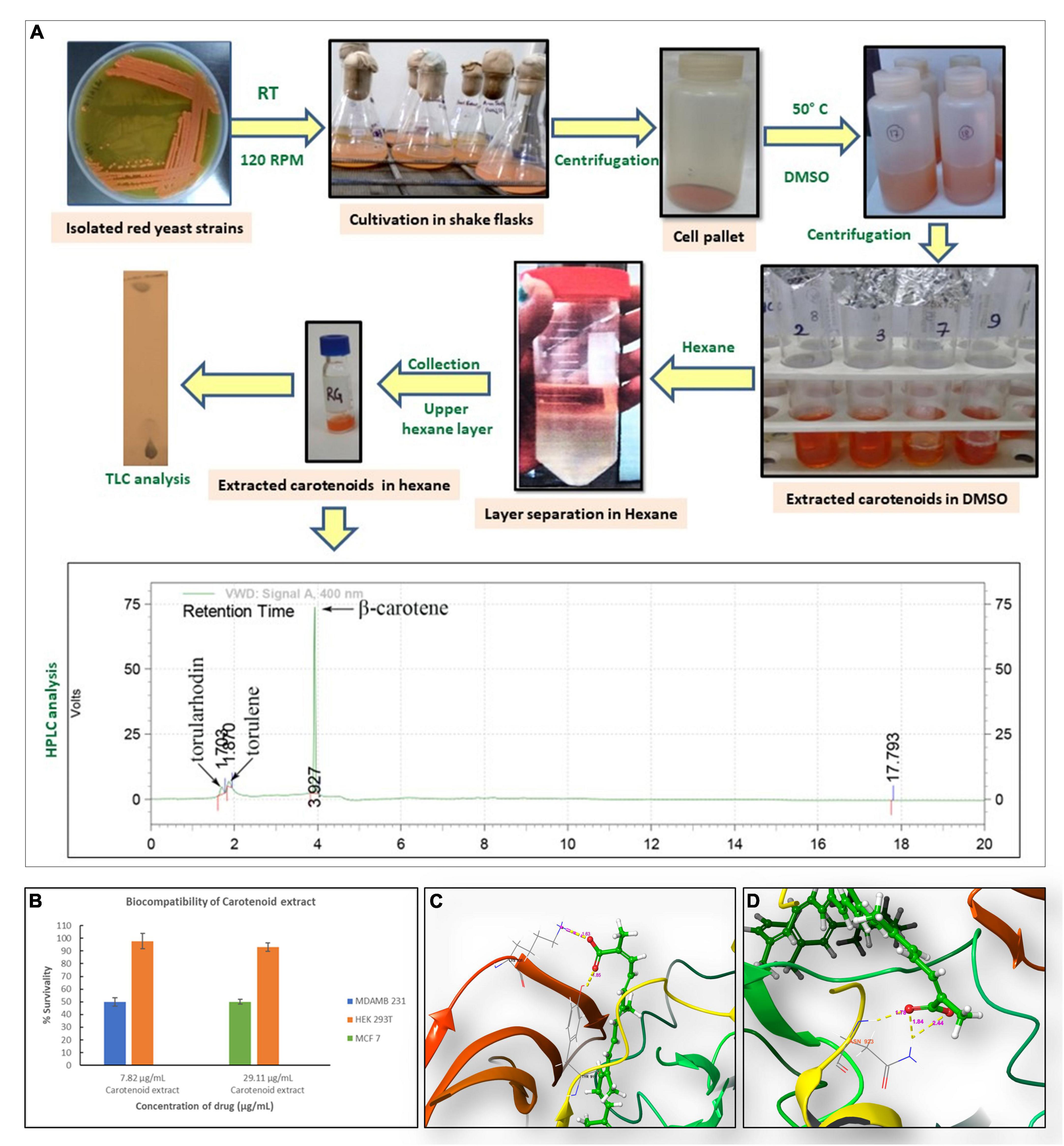 Anti-microbial, anti-oxidant, and anti-breast cancer properties unraveled in yeast carotenoids produced via cost-effective fermentation technique utilizing waste hydrolysate